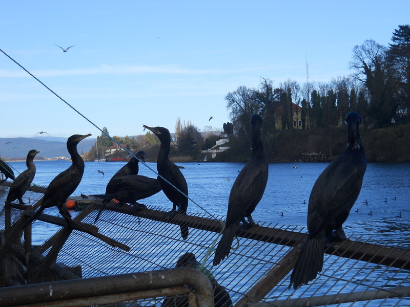 Foto: Valdivia - Valdivia (Región de Los Ríos), Chile