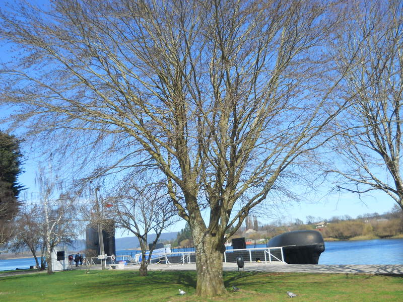 Foto: Valdivia - Valdivia (Región de Los Ríos), Chile