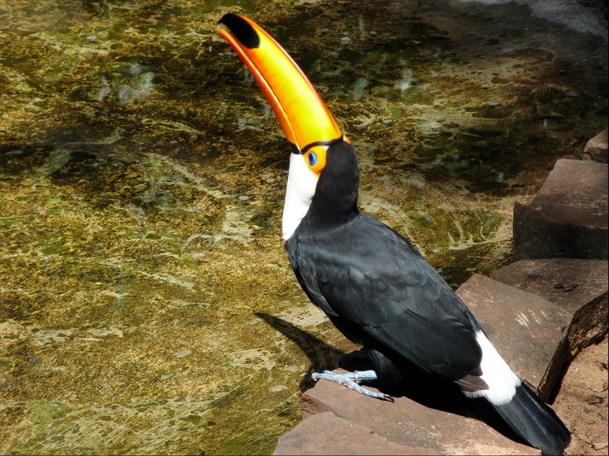 Foto: Parque das Aves - Foz do Iguaçú (Paraná), Brasil