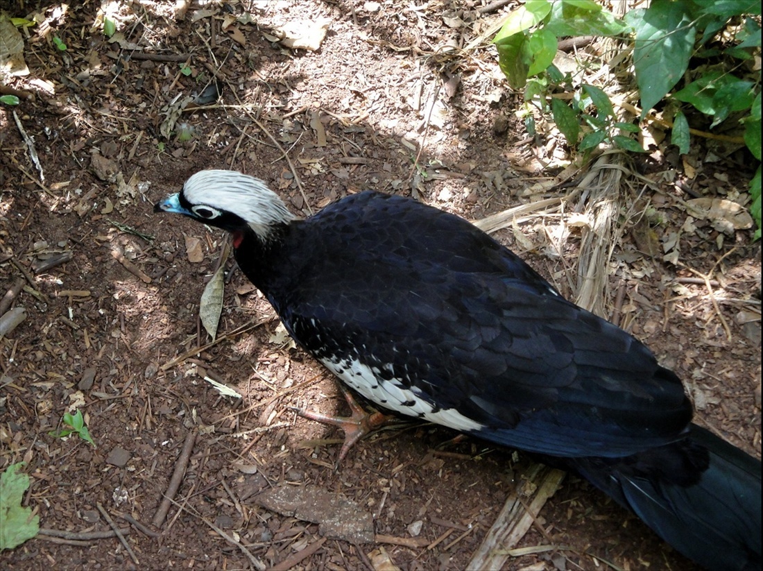 Foto: Parque das Aves - Foz do Iguaçú (Paraná), Brasil