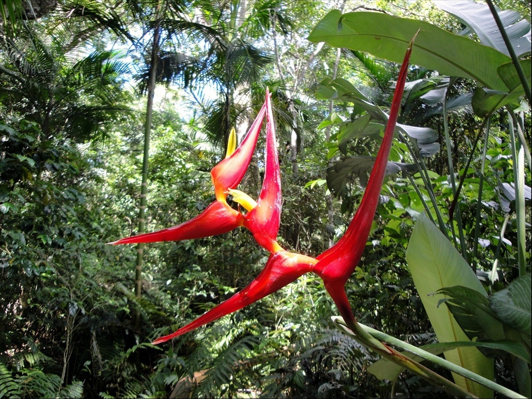Foto: Parque das Aves - Foz do Iguaçú (Paraná), Brasil