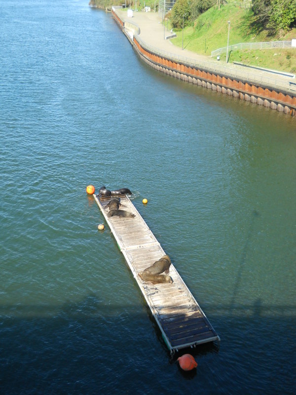 Foto: Valdivia - Valdivia (Región de Los Ríos), Chile