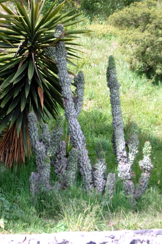 Foto de Cholula (Puebla), México