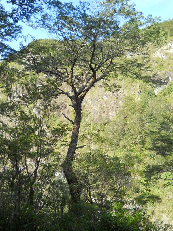 Foto: Puerto Varas - Puerto Varas (Los Lagos), Chile