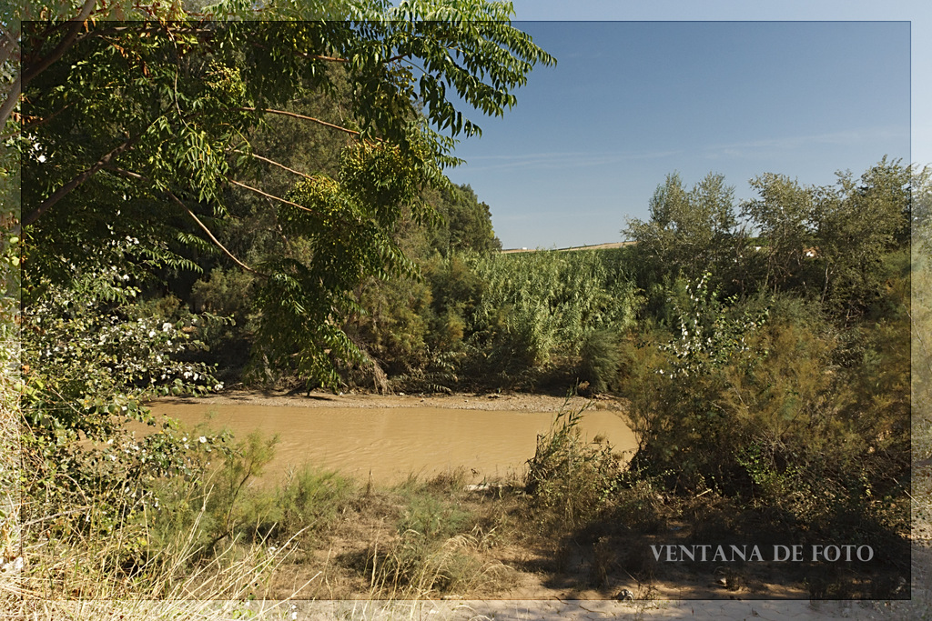Foto: MARGEN DEL RÍO GENIL - Palma Del Río (Córdoba), España