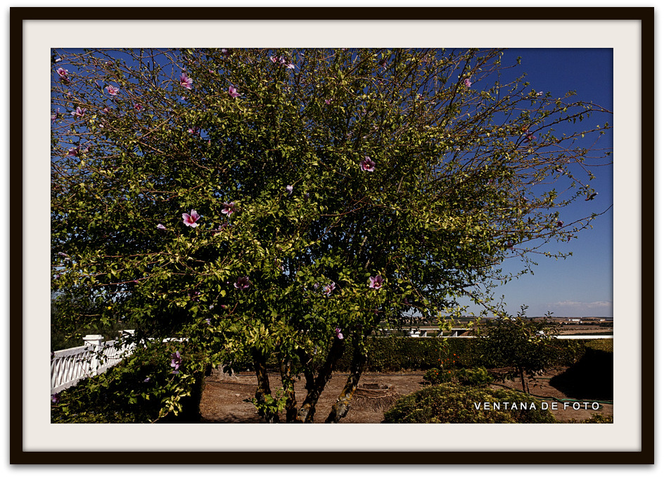 Foto: JARDINES DE LA ERMITA - Palma Del Río (Córdoba), España