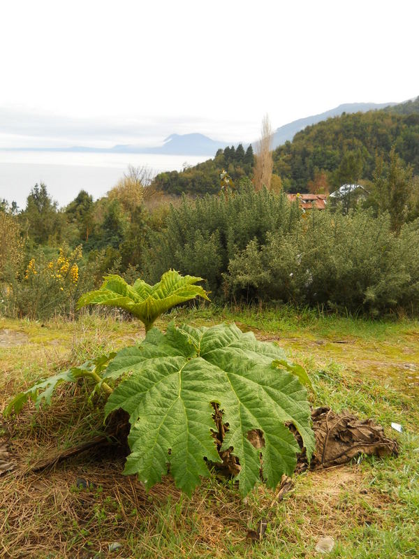 Foto: Hualaihue - Hualaihue (Los Lagos), Chile
