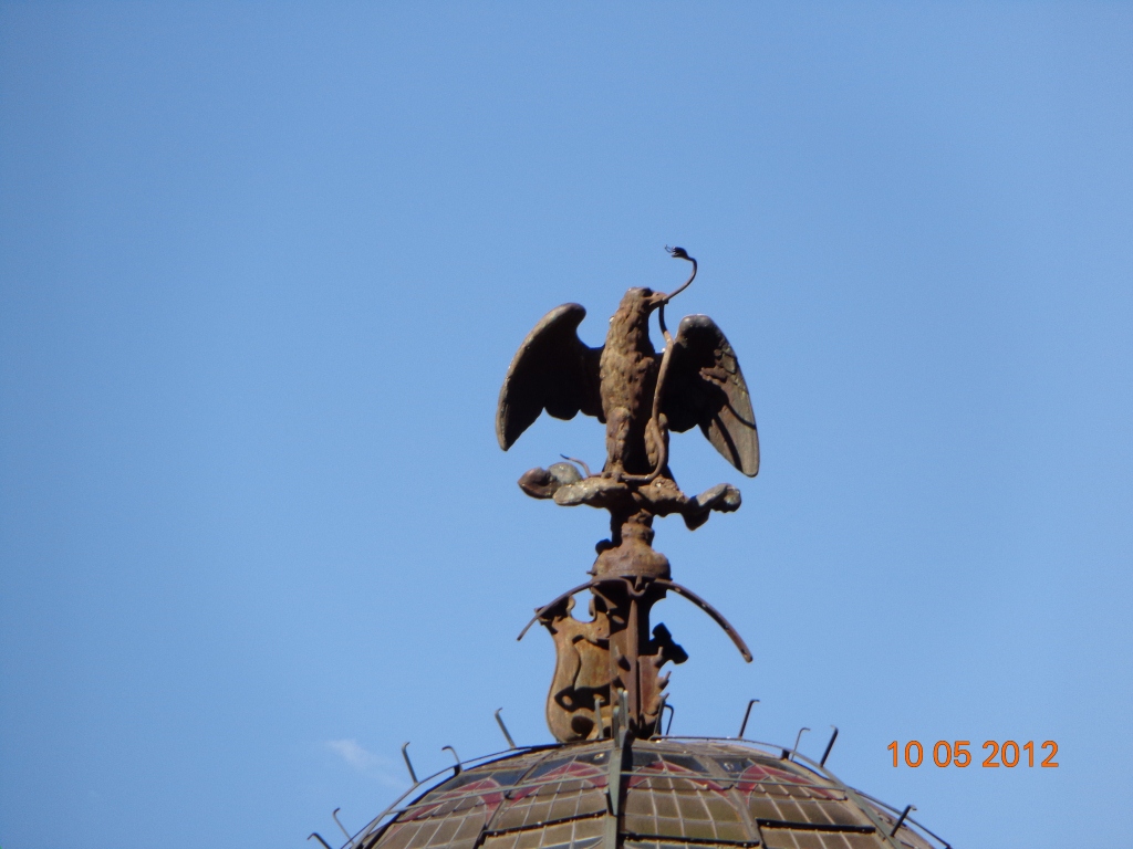 Foto: Águila - Coyoacán, México