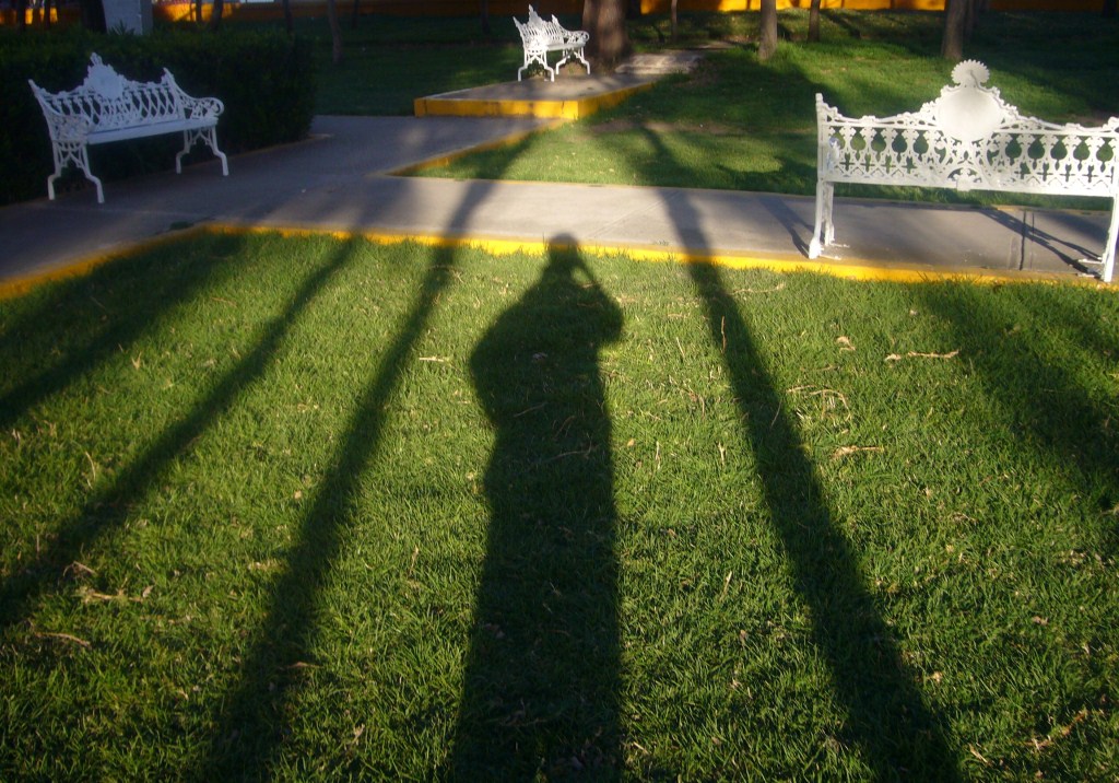 Foto: Árbol - Coyoacán, México