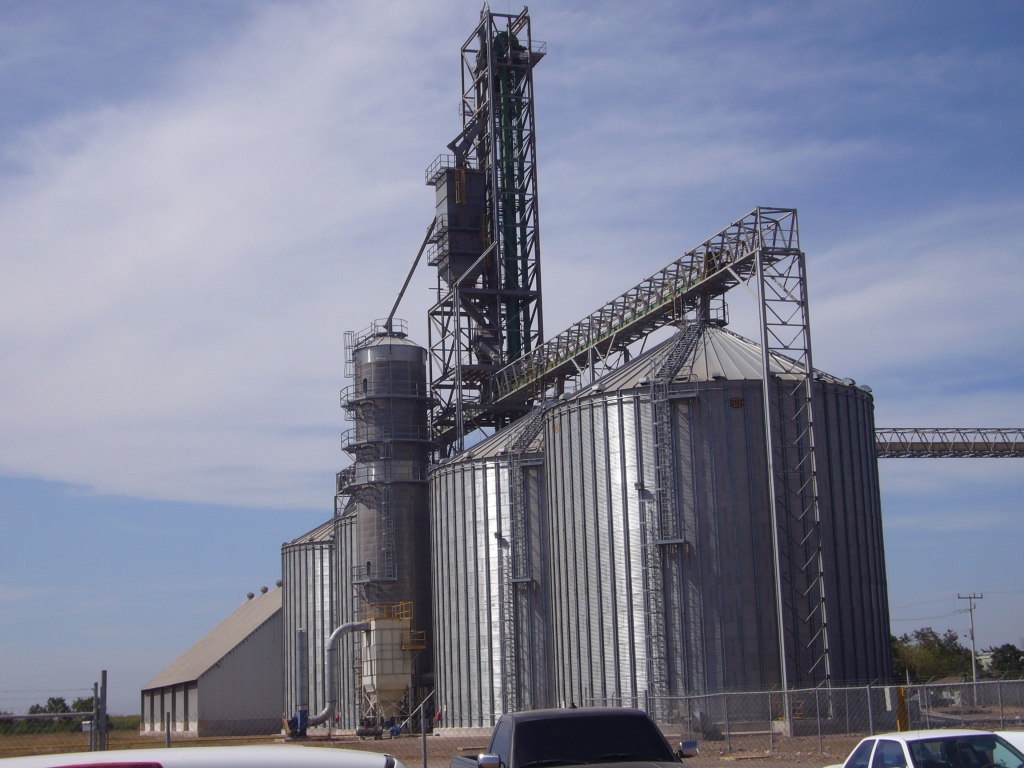 Foto: Trigo - Los Mochis Sinaloa, México