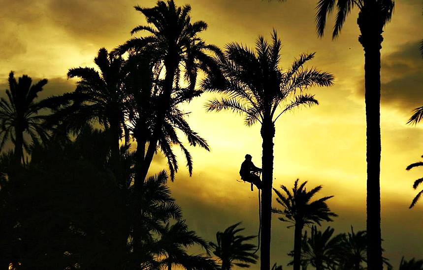 Foto: palmeral.. - Elche (València), España