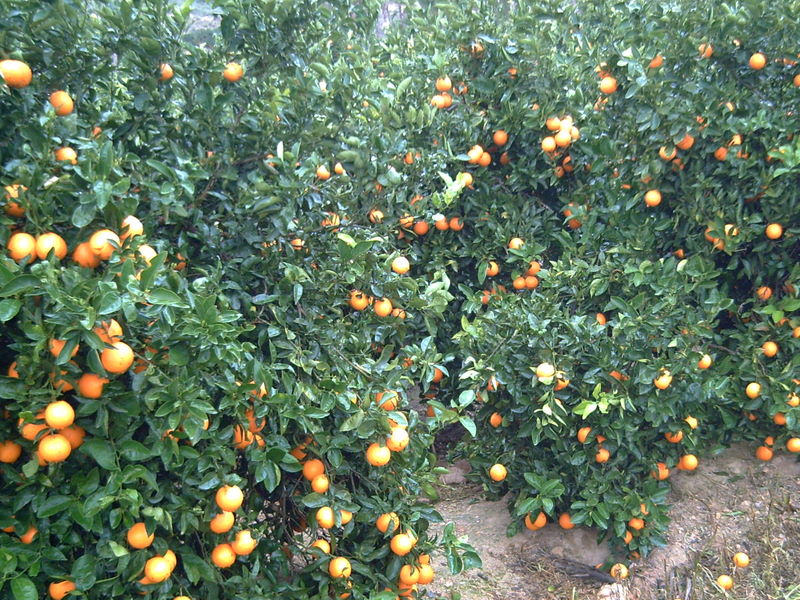 Foto: Frutos de nuestra tierra - Elche (València), España
