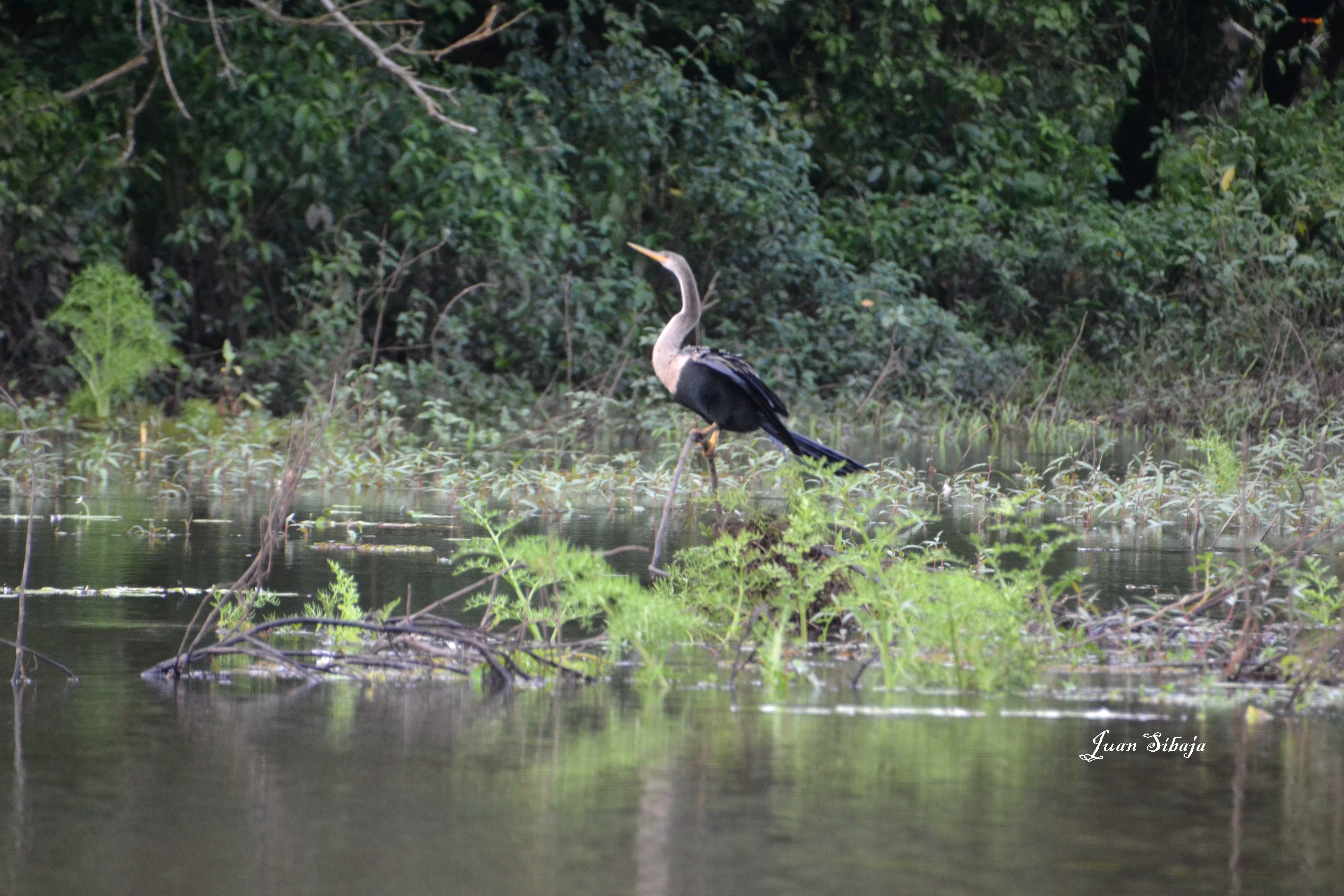 Foto de Caño Negro (Alajuela), Costa Rica