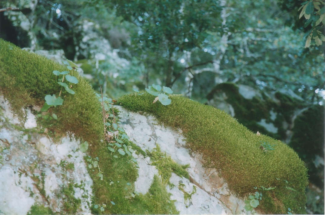 Foto de Alcalá de los Gazules (Cádiz), España