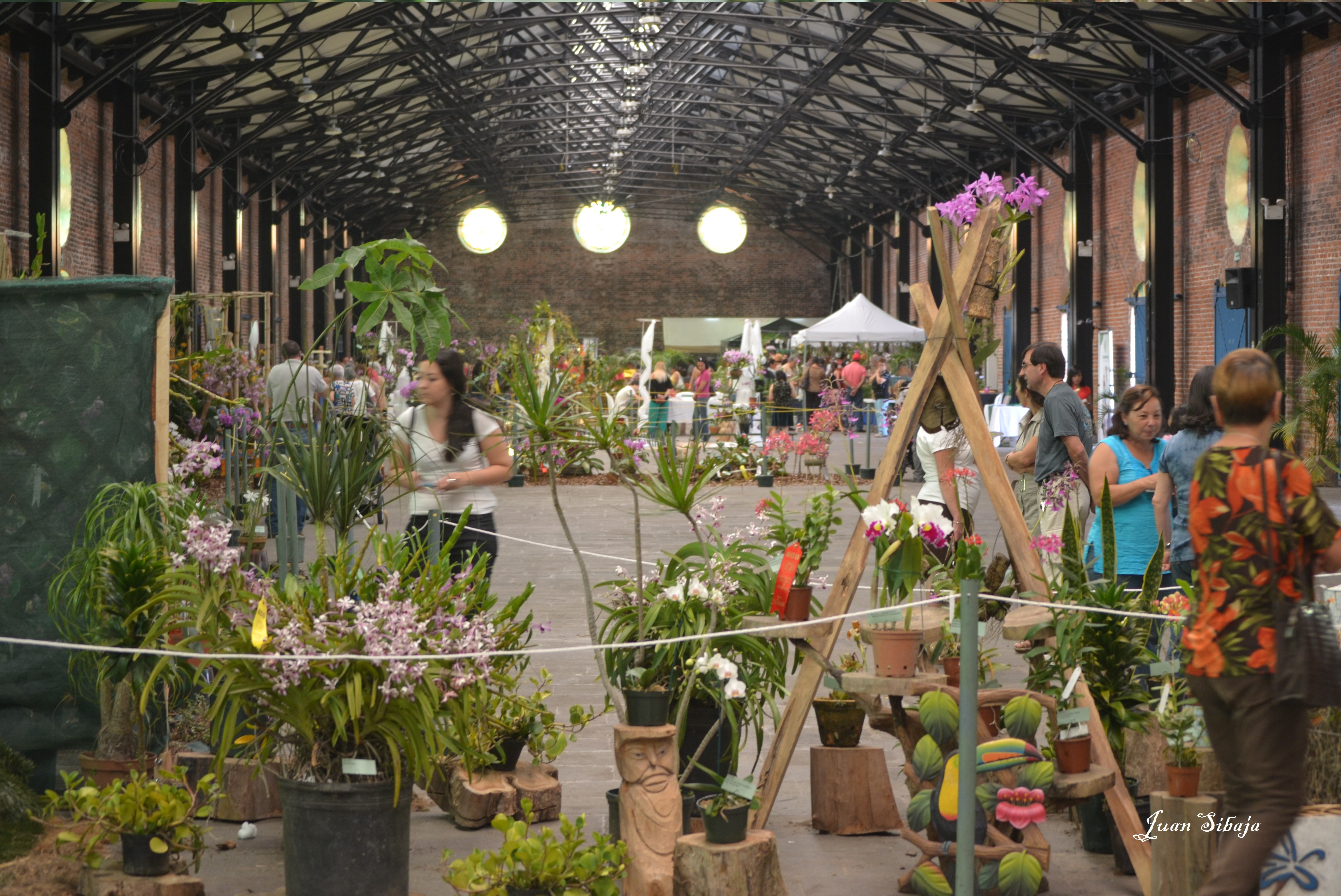 Foto: Exposición de Orquideas - San José, Costa Rica
