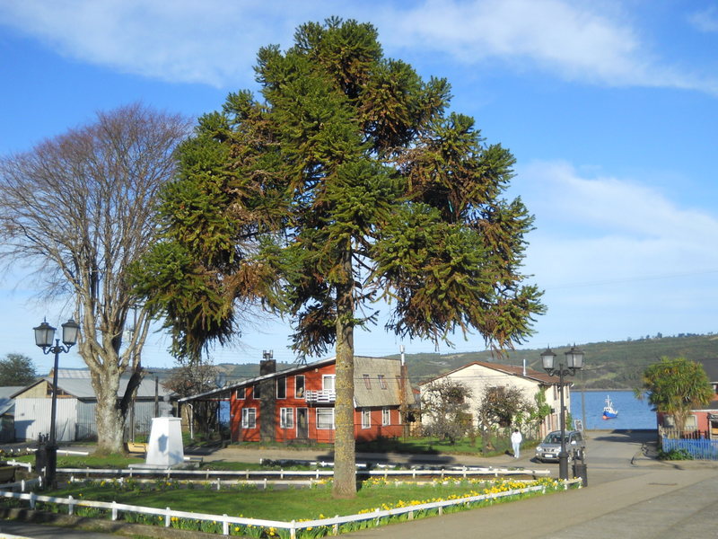 Foto: Dalcahue - Dalcahue (Los Lagos), Chile