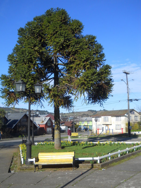 Foto: Dalcahue - Dalcahue (Los Lagos), Chile