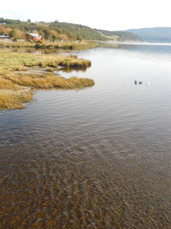 Foto: Huillinco - Huillinco (Los Lagos), Chile