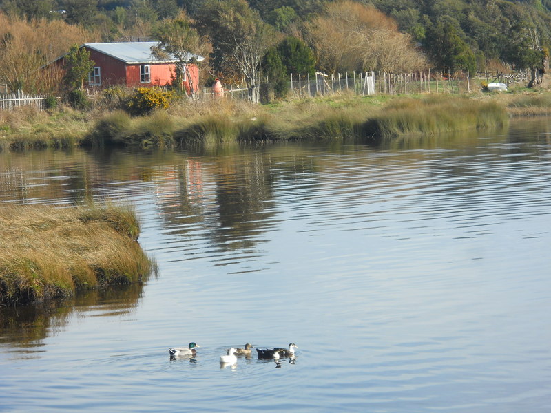 Foto: Huillinco - Huillinco (Los Lagos), Chile