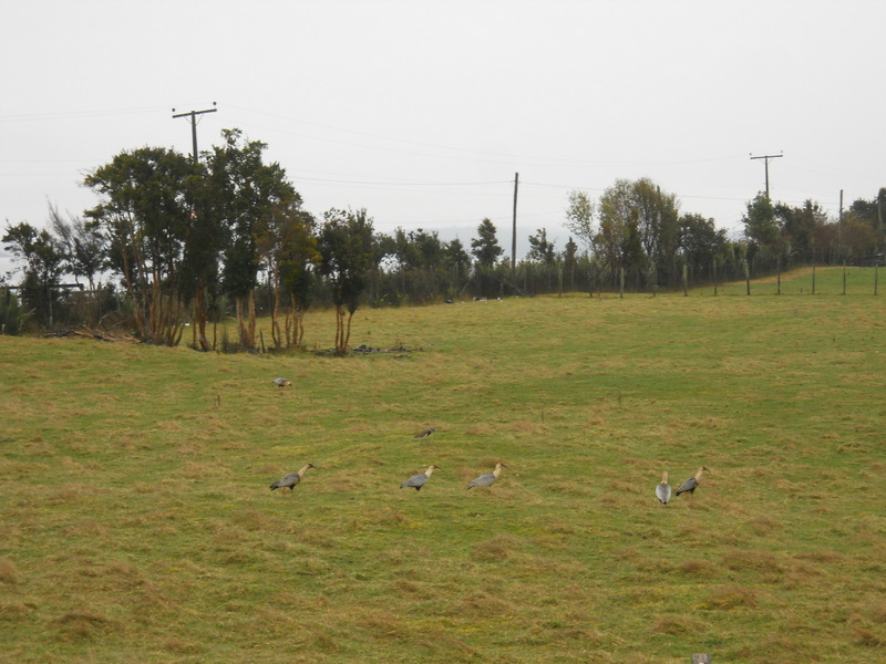 Foto: Quellon - Quellon (Los Lagos), Chile