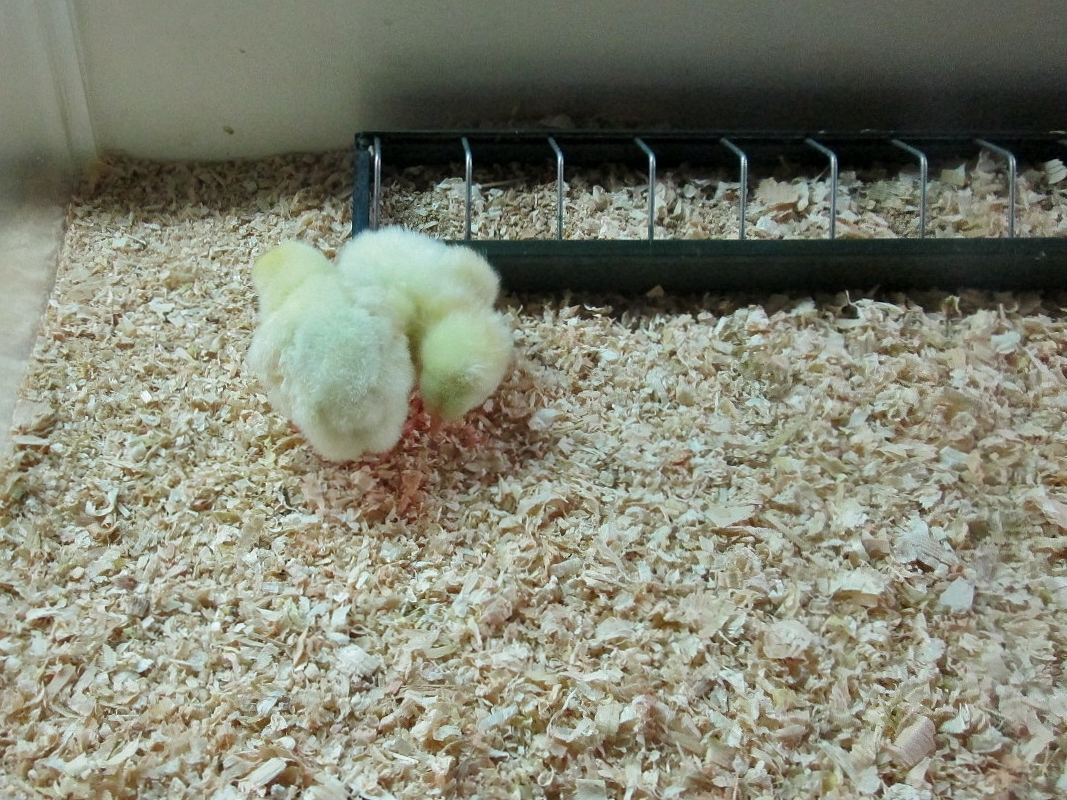 Foto: Faunia - Madrid (Comunidad de Madrid), España