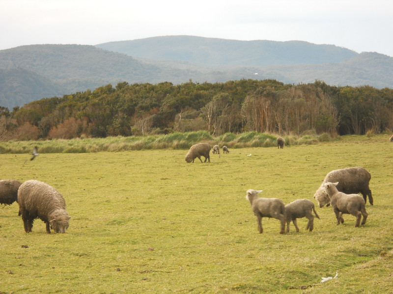 Foto: Cucao - Cucao (Los Lagos), Chile