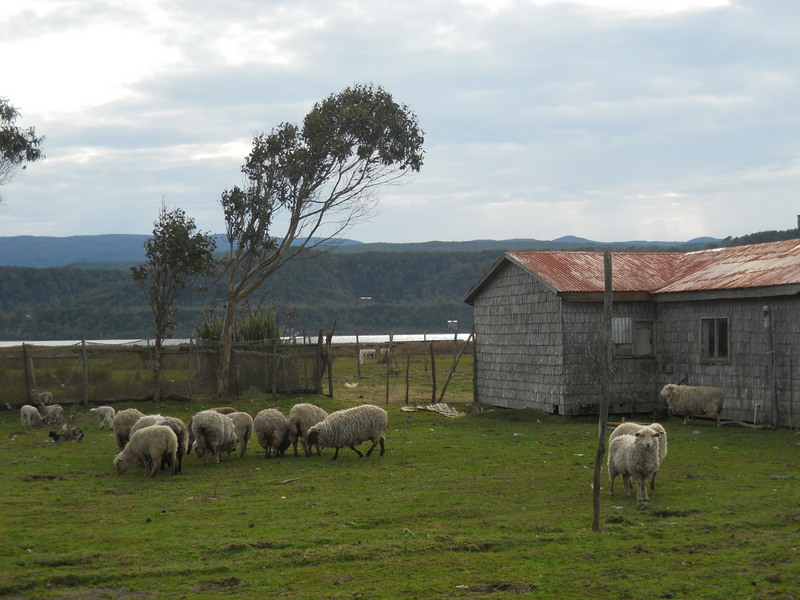 Foto: Cucao - Cucao (Los Lagos), Chile