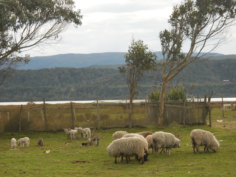 Foto: Cucao - Cucao (Los Lagos), Chile