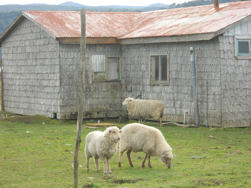 Foto: Cucao - Cucao (Los Lagos), Chile