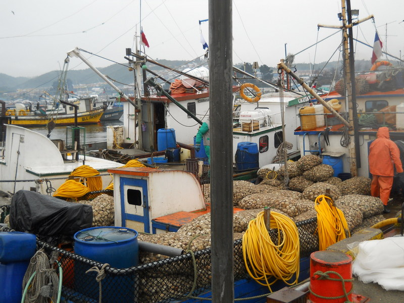 Foto: Quellon - Quellon (Los Lagos), Chile