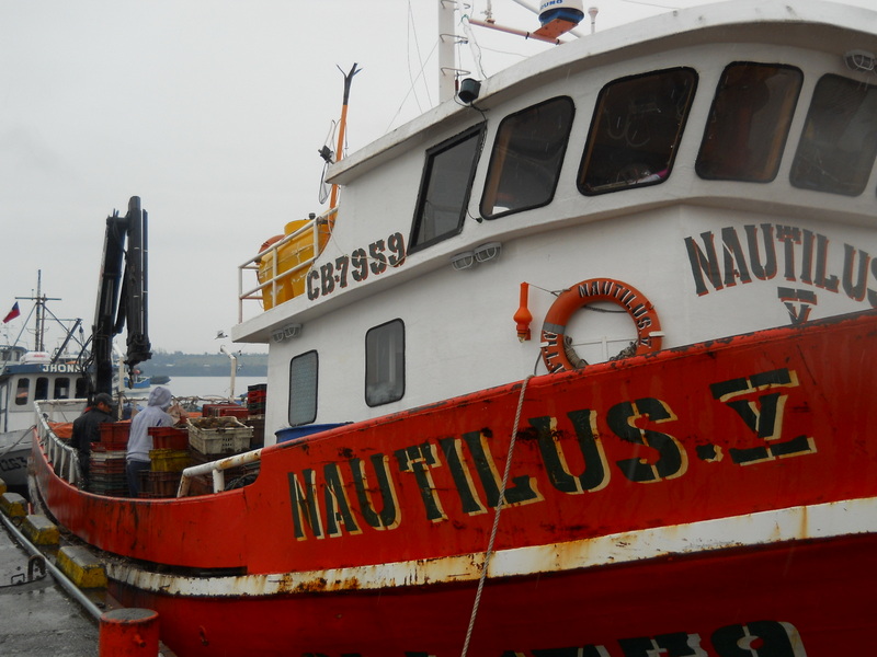 Foto: Quellon - Quellon (Los Lagos), Chile