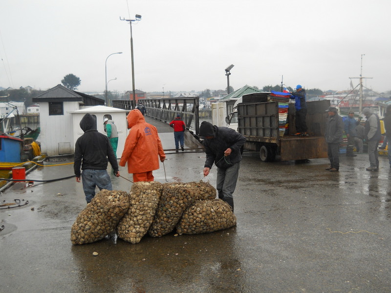 Foto: Quellon - Quellon (Los Lagos), Chile