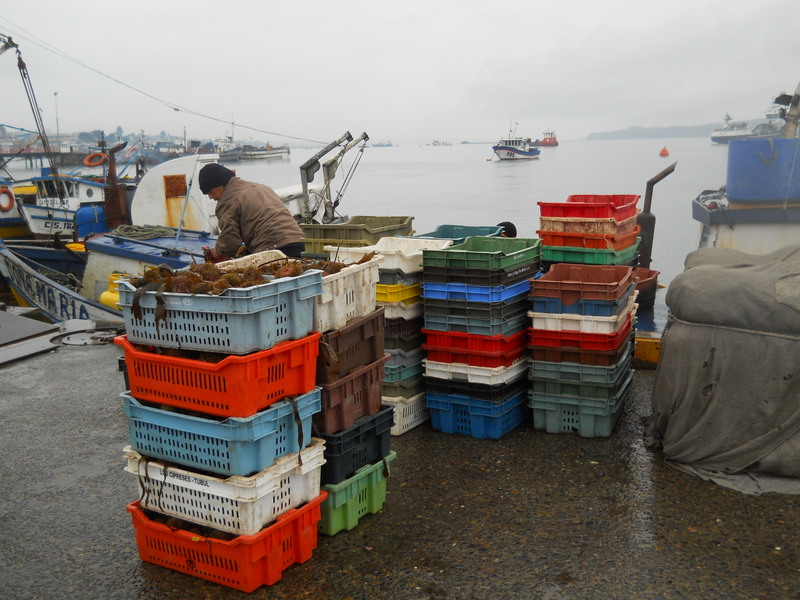 Foto: Quellon - Quellon (Los Lagos), Chile