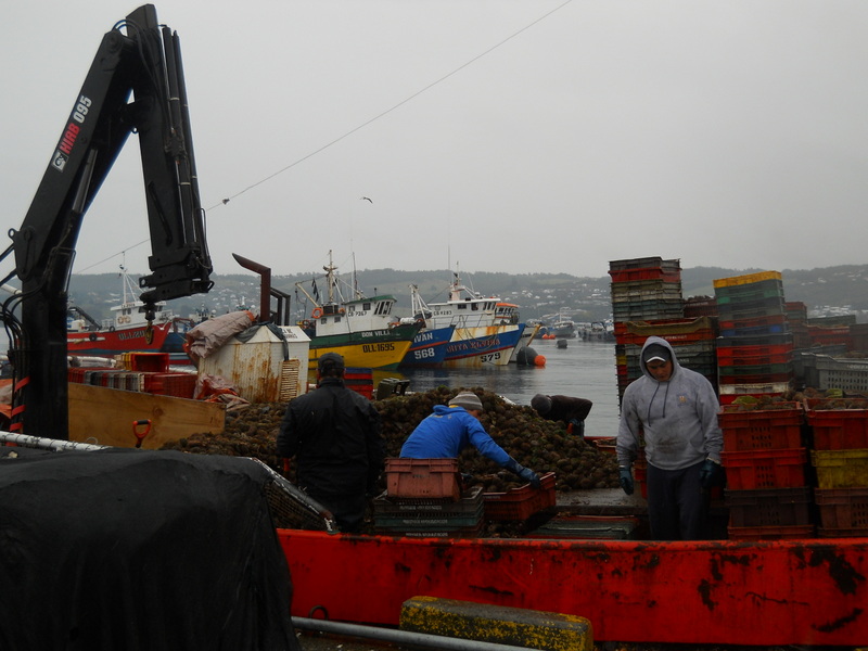 Foto: Quellon - Quellon (Los Lagos), Chile