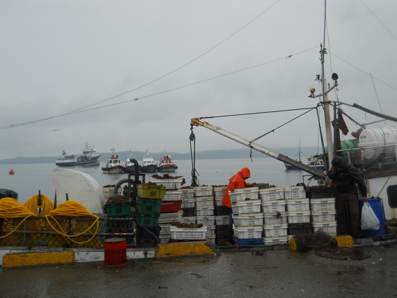 Foto: Quellon - Quellon (Los Lagos), Chile