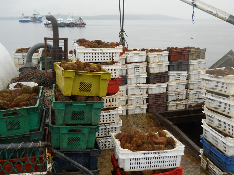 Foto: Quellon - Quellon (Los Lagos), Chile