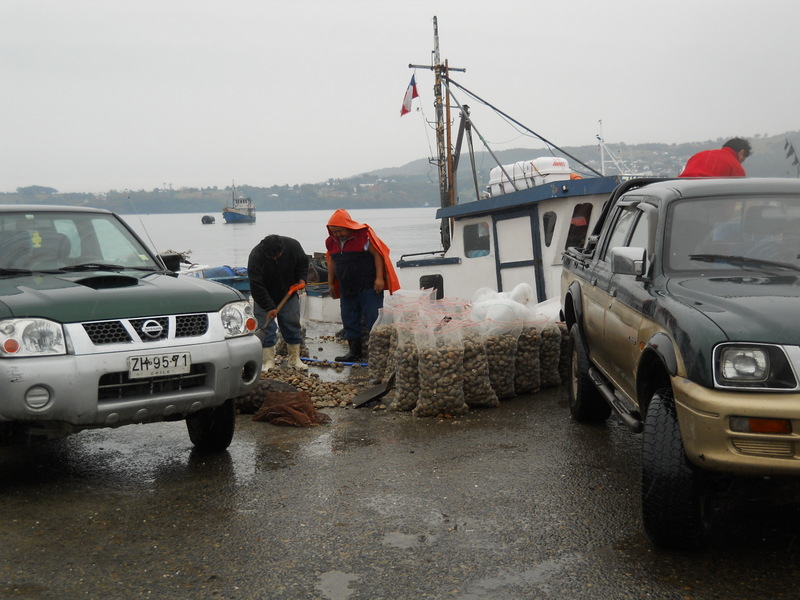 Foto: Quellon - Quellon (Los Lagos), Chile