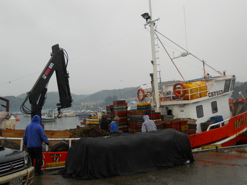 Foto: Quellon - Quellon (Los Lagos), Chile