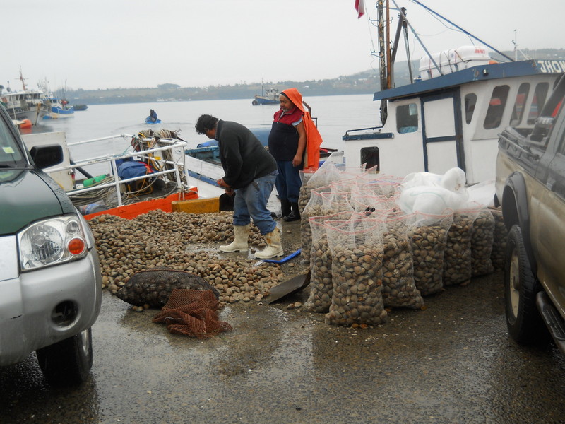 Foto: Quellon - Quellon (Los Lagos), Chile