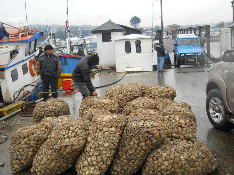 Foto: Quellon - Quellon (Los Lagos), Chile