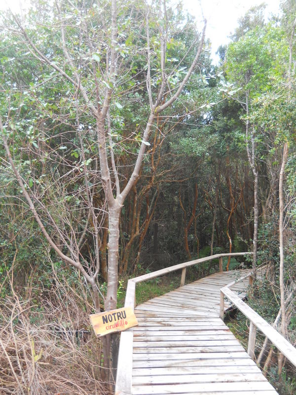 Foto: Parque Nacional Chiloe - Cucao (Los Lagos), Chile