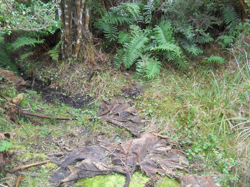 Foto: Parque Nacional Chiloe - Cucao (Los Lagos), Chile