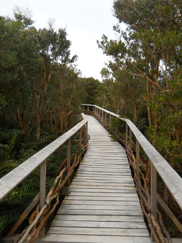 Foto: Parque Nacional Chiloe - Cucao (Los Lagos), Chile