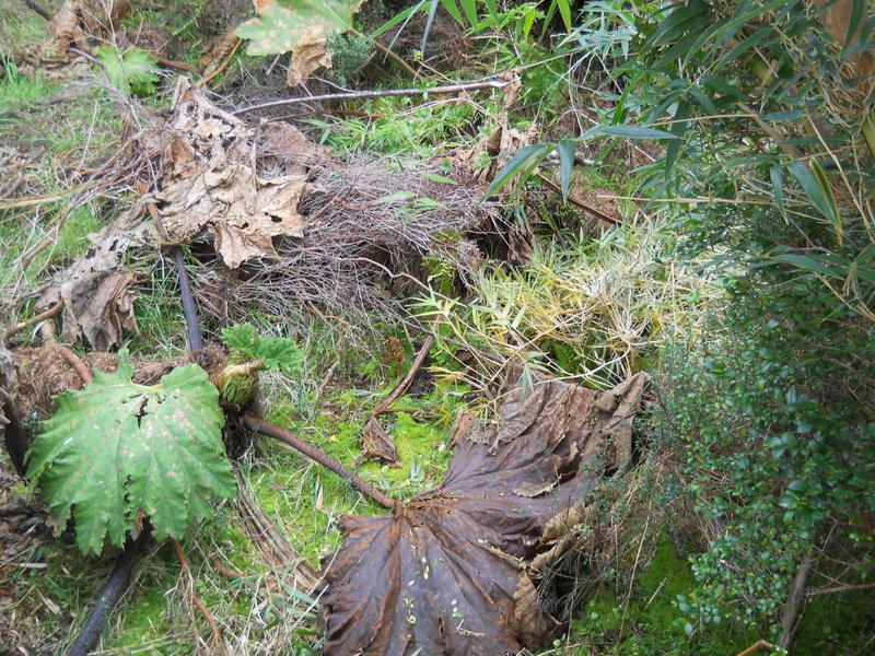 Foto: Parque Nacional Chiloe - Cucao (Los Lagos), Chile