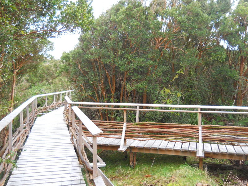 Foto: Parque Nacional Chiloe - Cucao (Los Lagos), Chile