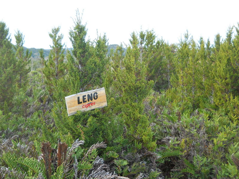 Foto: Parque Nacional Chiloe - Cucao (Los Lagos), Chile
