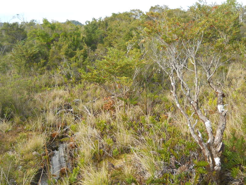 Foto: Parque Nacional Chiloe - Cucao (Los Lagos), Chile