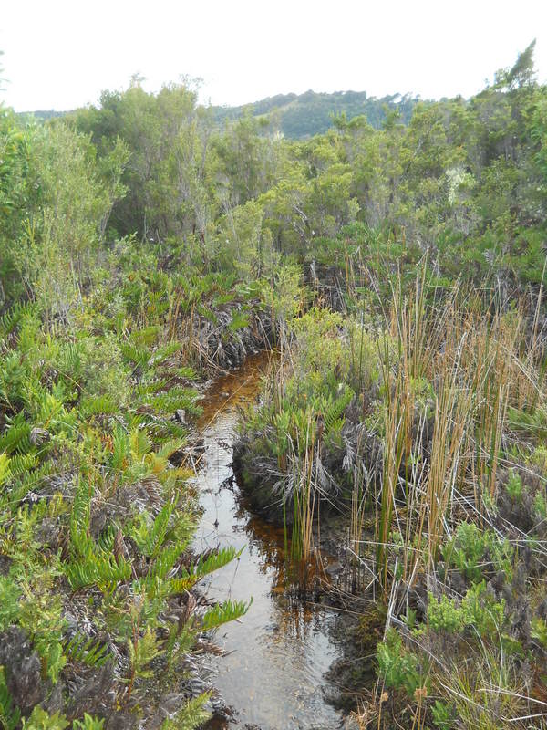 Foto: Parque Nacional Chiloe - Cucao (Los Lagos), Chile