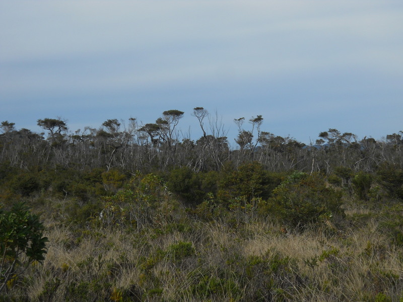 Foto: Parque Nacional Chiloe - Cucao (Los Lagos), Chile
