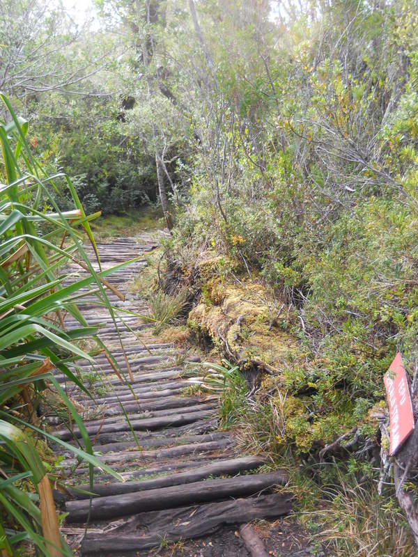 Foto: Parque Nacional Chiloe - Cucao (Los Lagos), Chile